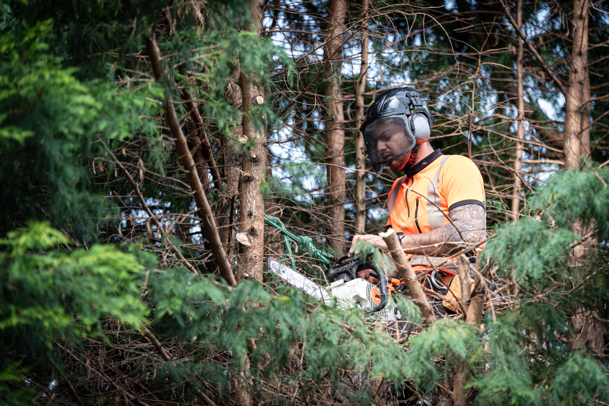 Property Tree Risk, Arboriculture, Tree Removal 1 (10)